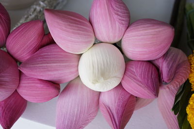 Close-up of pink water lily