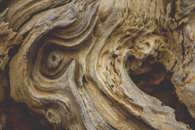 Full frame shot of tree stump