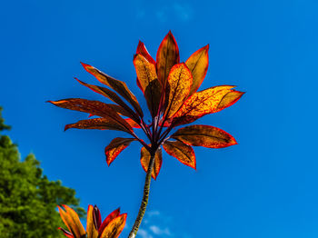 Low angle view of orange leaves against blue sky