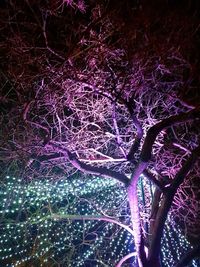 Low angle view of illuminated tree at night