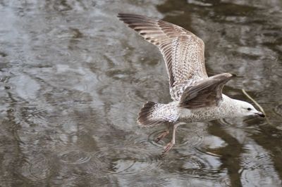 Close-up of bird flying over lake