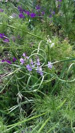 Purple flowers blooming in field