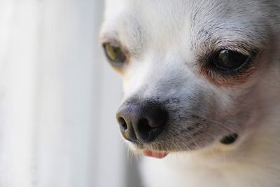 Close-up of a dog