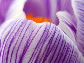 Full frame shot of purple flowering plant