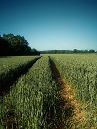 Scenic view of field against clear sky