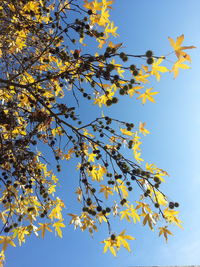 Low angle view of maple tree against sky