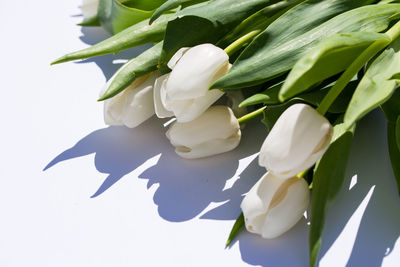 Close-up of white flowering plant