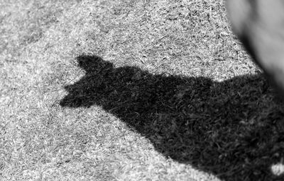 Shadow of cat