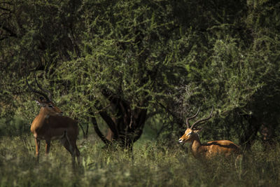 Deer in a forest