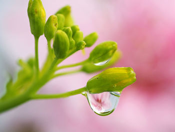 Close-up of wet flower bud growing outdoors