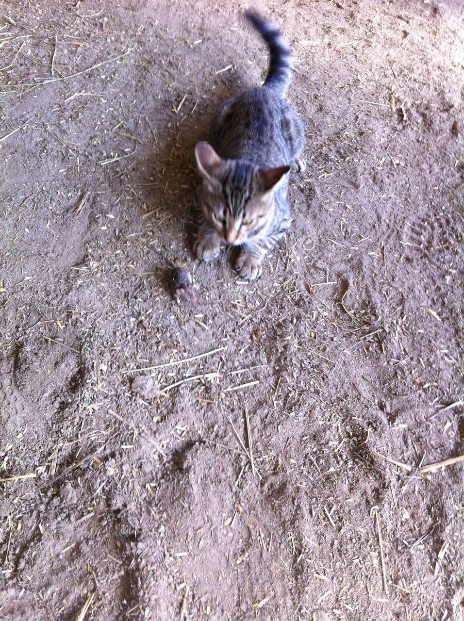 animal themes, one animal, domestic animals, pets, mammal, high angle view, dog, sand, domestic cat, lying down, cat, beach, day, street, relaxation, outdoors, no people, ground, feline, nature