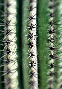 Close-up of wheat crop in field