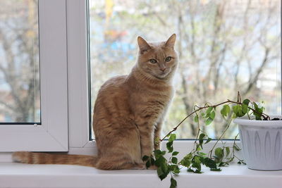 Portrait of a cat on window sill