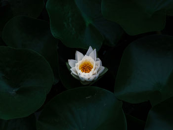 Close-up of lotus water lily