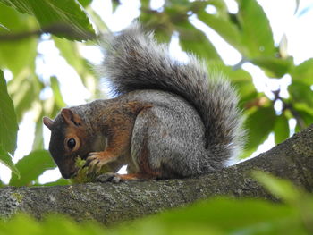 Low angle view of squirrel on tree