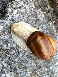 Close-up of seashells