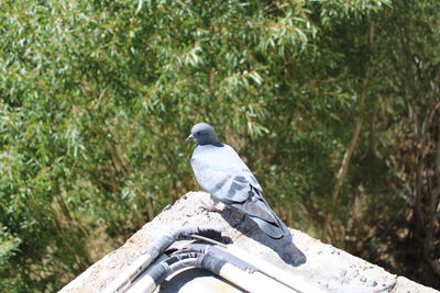 Low angle view of pigeon perching on a tree