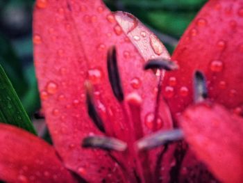 Close-up of wet red flowering plant