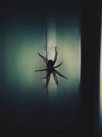 Close-up of spider on wall