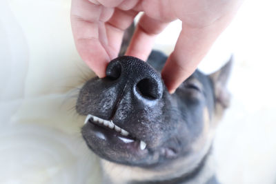 Close-up of a dog snout getting a scratching