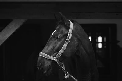 Black and white horse profile head