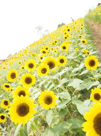 Close-up of yellow flowering plant