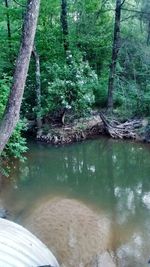 Reflection of trees in river