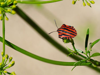 Close-up of butterfly pollinating flower