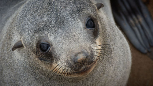 Close-up of animal head