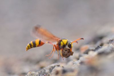 Close-up of insect flying