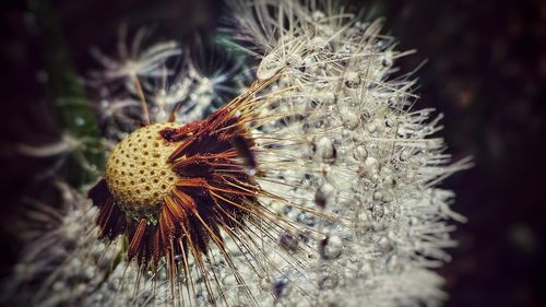 Close-up of wilted flower