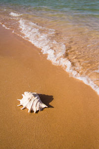 A shell on a beautiful beach