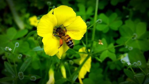 Close-up of butterfly pollinating on yellow flower