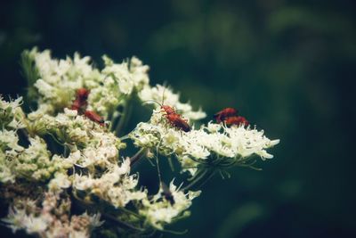 Close-up of white flowering plant