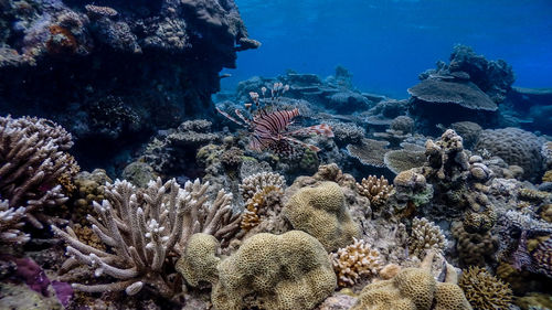 View of fish swimming in sea