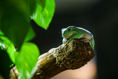 Close-up of frog on leaf