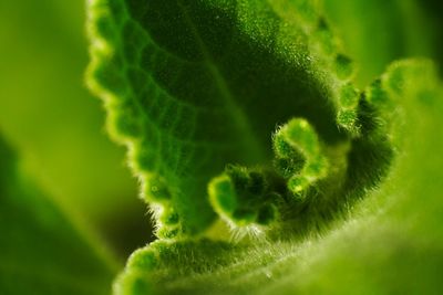 Close-up of plant against blurred background