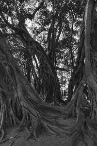 Trees in forest