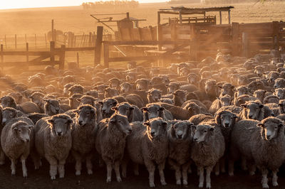 Flock of sheep at farm