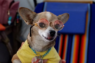 Close-up portrait of dog wearing sunglasses