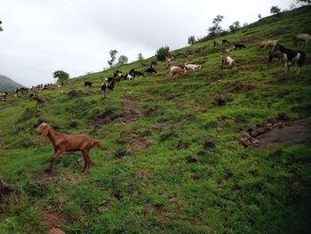 Sheep grazing in a field