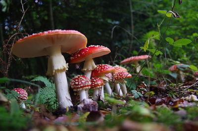 Close-up of mushroom growing in forest