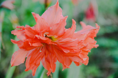 Close-up of red flower