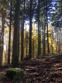 Trees in forest during autumn