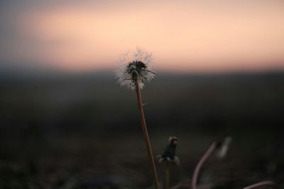 Close-up of dandelion against blurred background