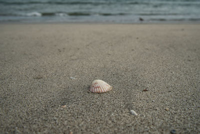 Close-up of shell on beach