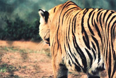 animal