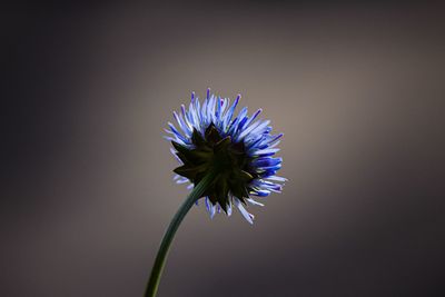 Close-up of purple flower against blue background