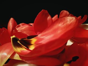 Close-up of red flowers