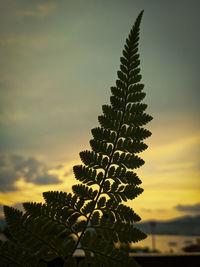 Low angle view of silhouette tree against sky during sunset